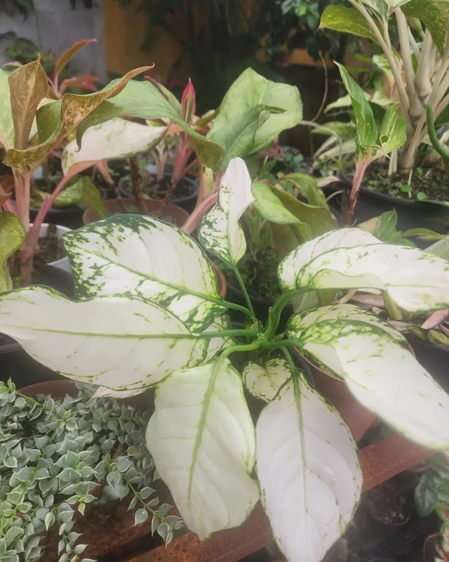 Aglaonema branca entre outras folhagens