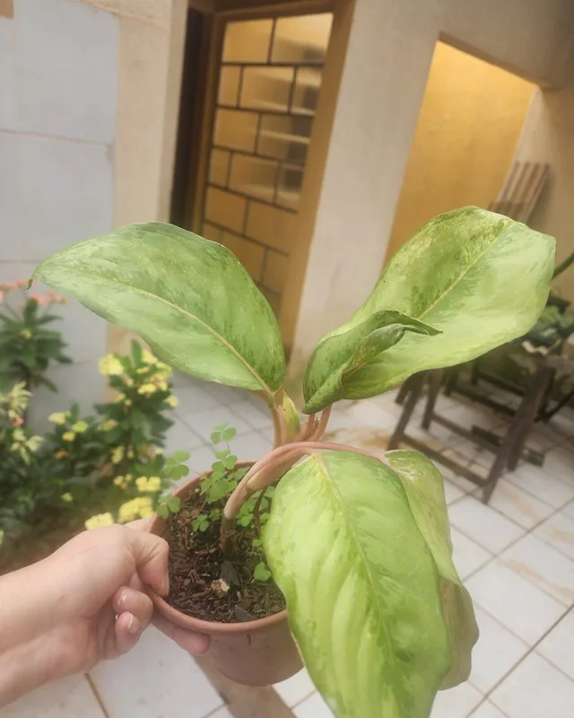 Aglaonema verde-clara no vaso