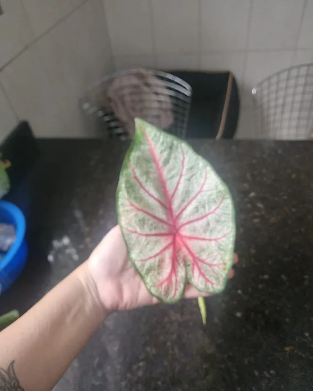 Folha de caládio branco com nervuras rosa na mão