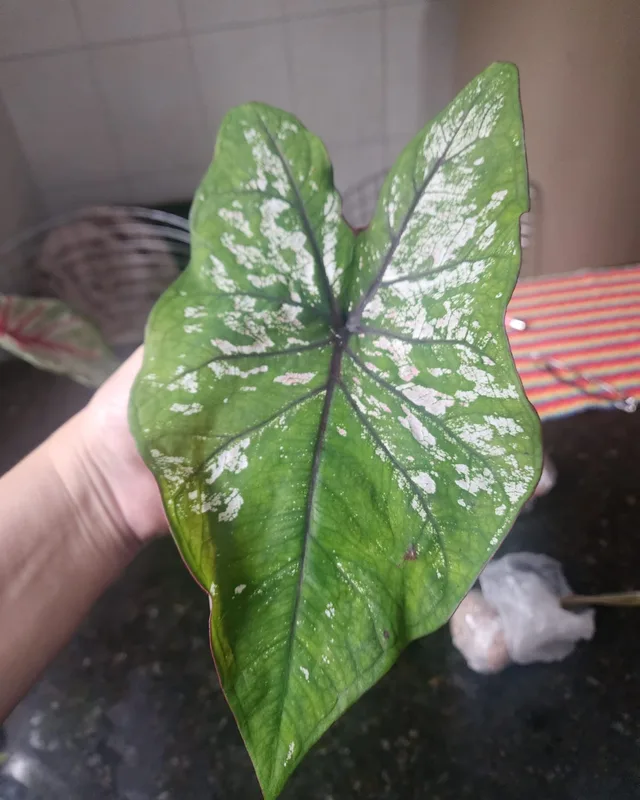 Folha de caládio branco pintado de verde na mão