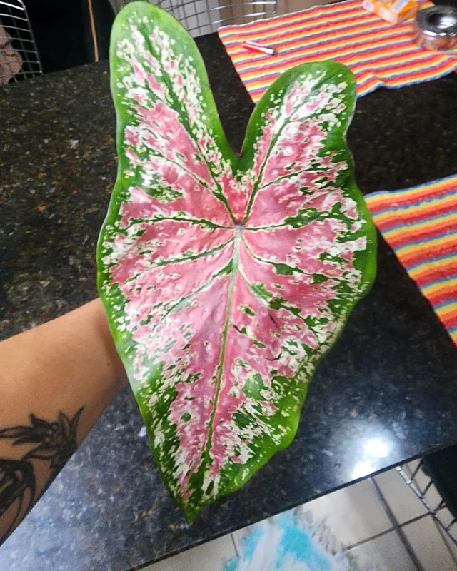 Caládio rosa com borda verde na mão
