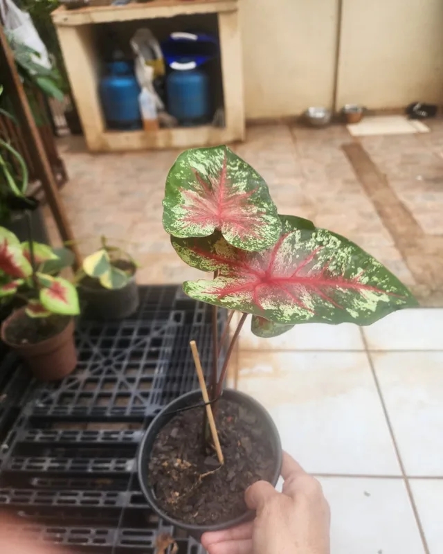 Muda pequena de caládio vermelho no vaso