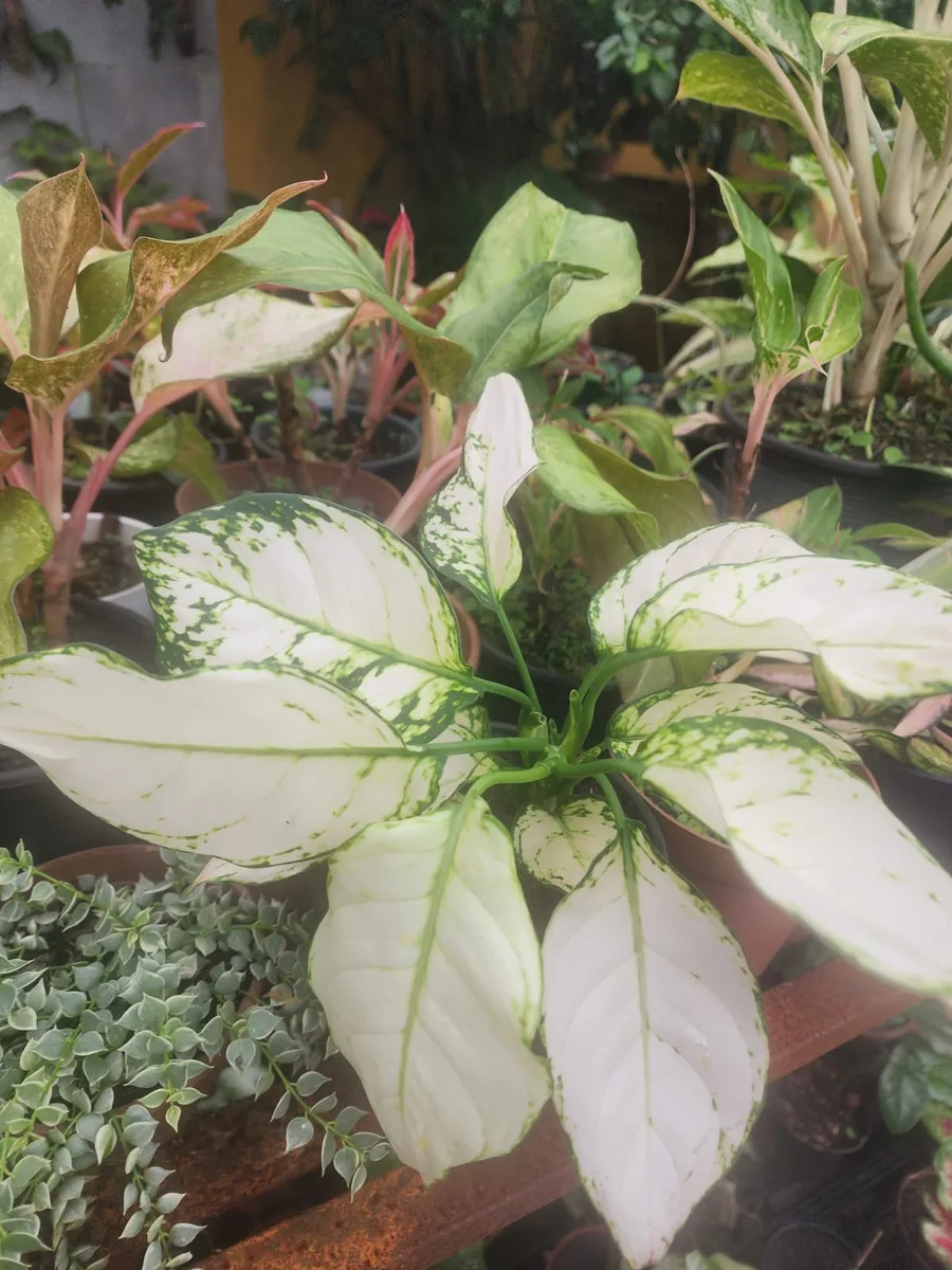 Aglaonema branca entre outras folhagens