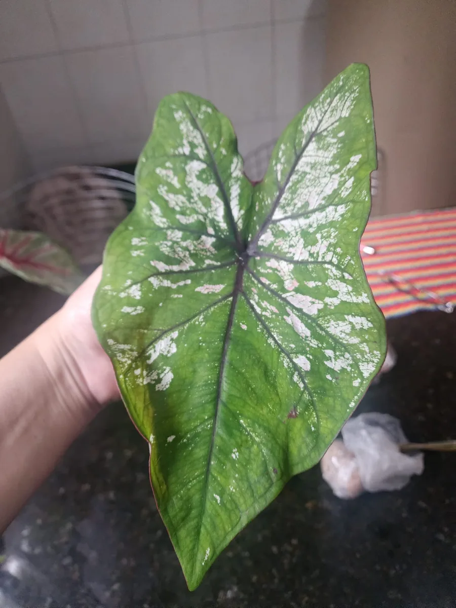 Folha de caládio branco pintado de verde segurada na mão
