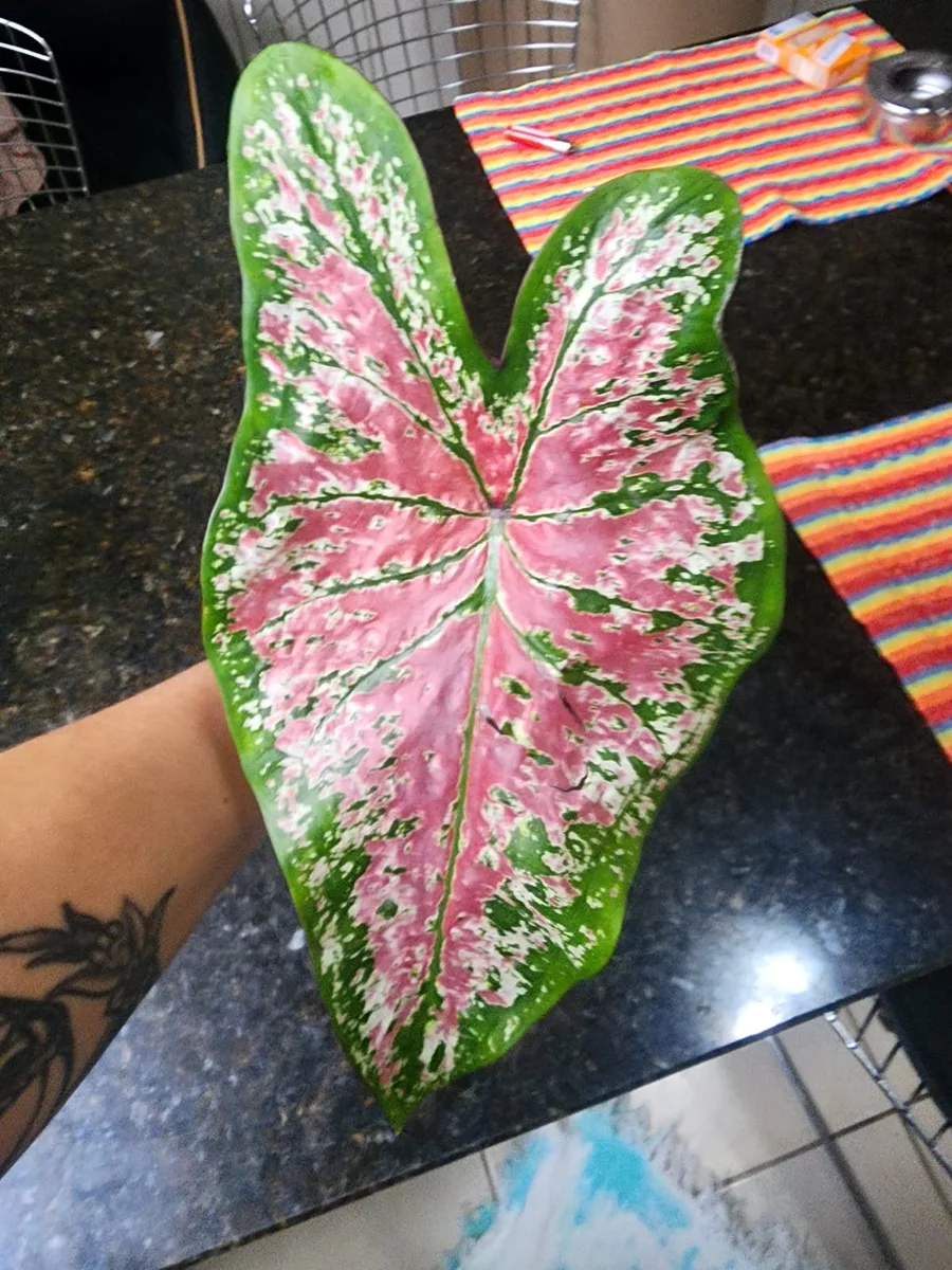 Folha de caládio rosa com borda verde segurada na mão
