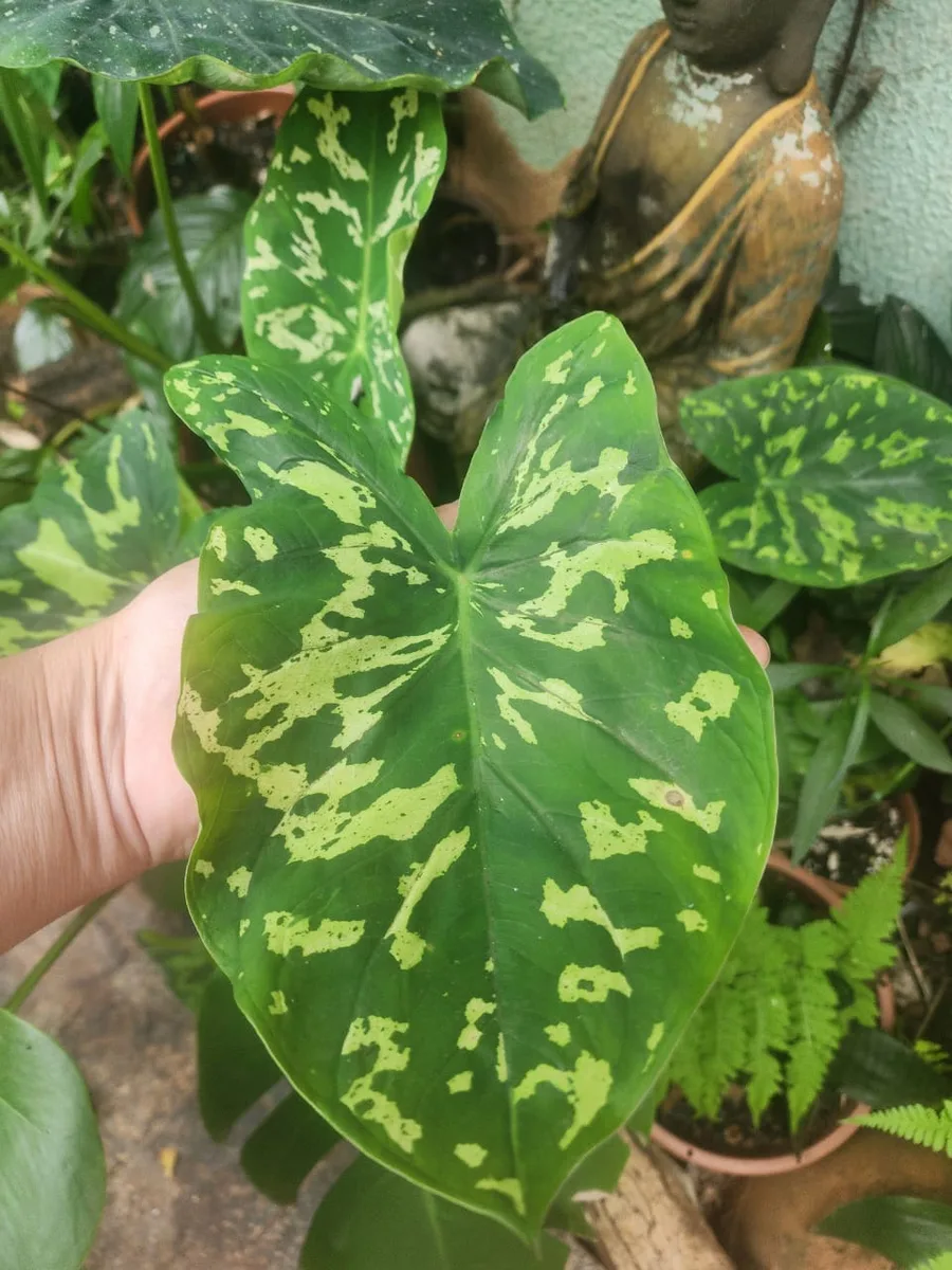 Folha de colocásia verde rajada de creme segurada na mão