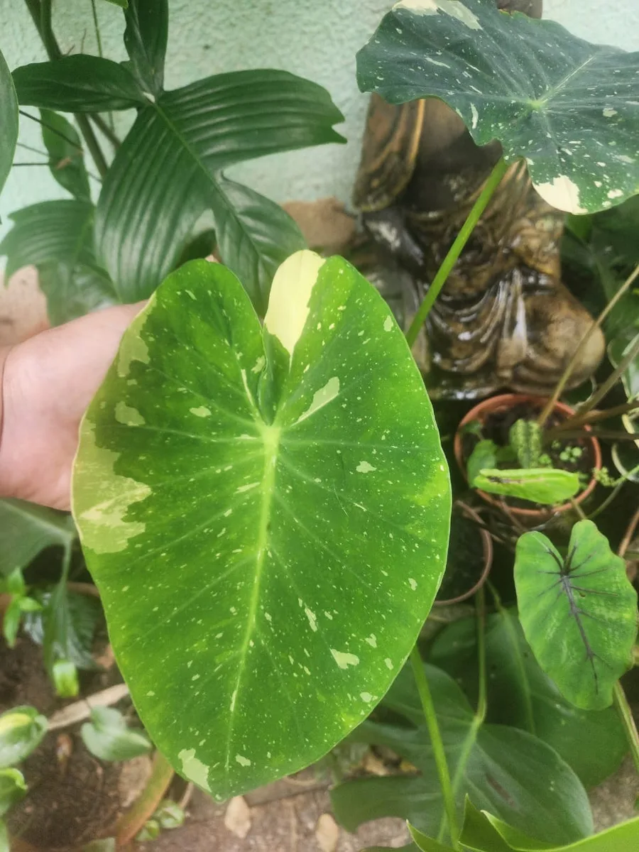 Folha de colocásia verde com mancha creme segurada na mão