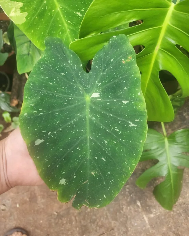 Folha de colocásia verde com pontinhos creme na mão