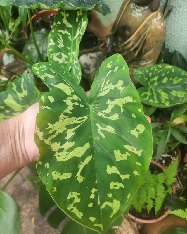 Folha de colocásia verde rajada de creme na mão