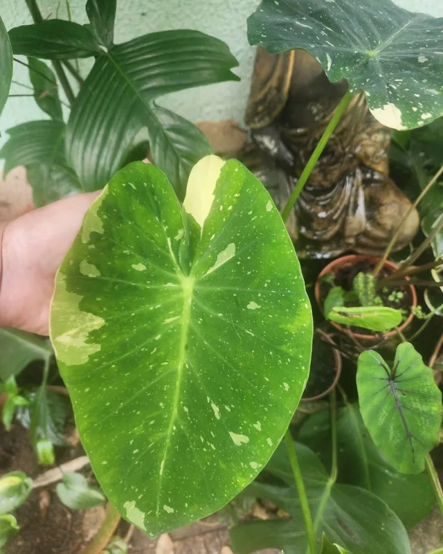 Folha de colocásia variegada verde com mancha creme na mão