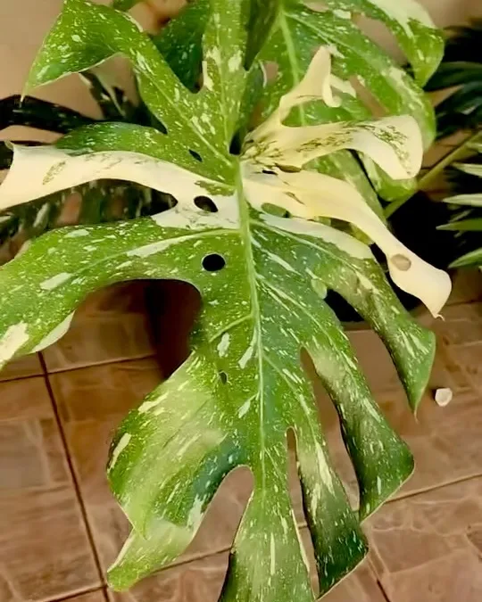 Folhagem de folha recortada e variegada