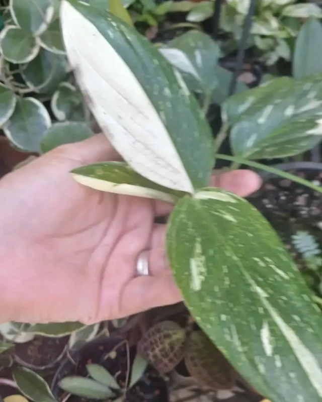 Folhagem variegada branca