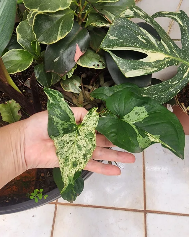 Folha de singônio variegado na mão